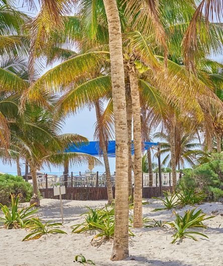 Blick durch hohe Palmenstämme auf ein Strandrestaurant mit blauem Sonnendach, gelegen an einem weißen Sandstrand mit kleinen grünen Pflanzen.